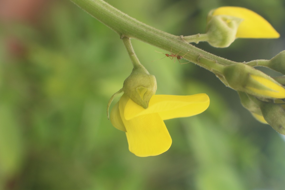 Crotalaria micans Link